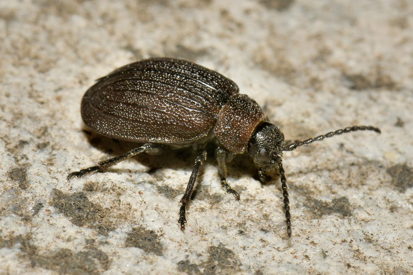 Chrysomelidae: Galeruca pomonae (cf.)